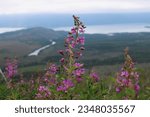 On fire for this fireweed.