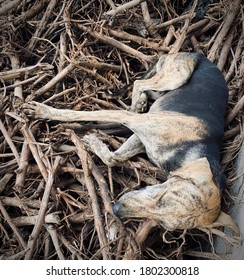 On Fire Wood Sleeping Dog. Spotted Dog. Sleeping During The Day.