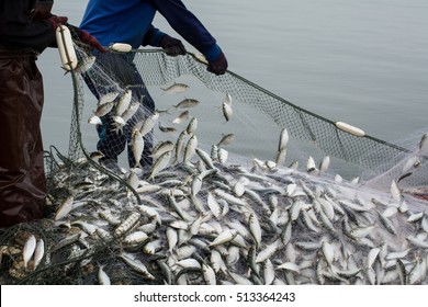 On the fisherman boat,Catching a lot of fish