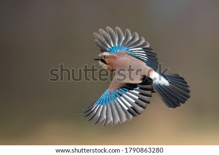 On the fly spring, Eurasian Jay