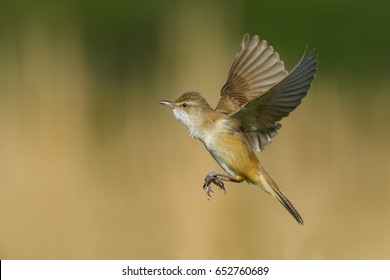 On the fly spring/Great Reed-Warbler