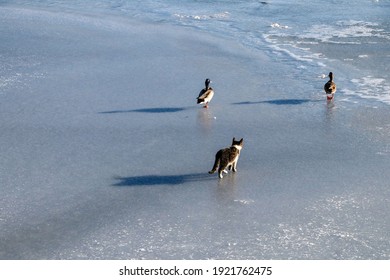 On the frozen lake a cat chasing ducks, Abant lake - Bolu - Turkey