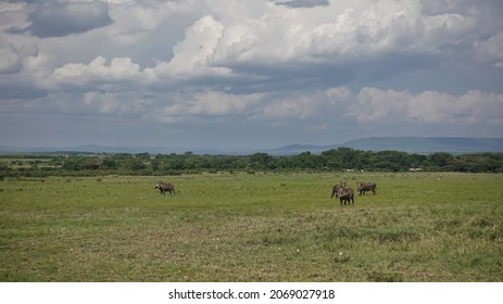On the green grass of the African savanna there is a group of warthogs. There are thickets of trees in the distance. There are picturesque cumulus clouds in the sky. Kenya. Masai Mara Park             - Shutterstock ID 2069027918