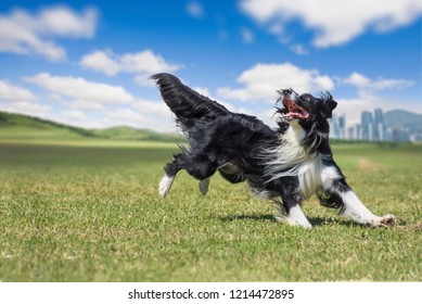 On the green grass, Border Collie is enjoying the play to bite the disc. - Powered by Shutterstock