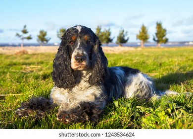 On Green Grass Lies English Cocker Stock Photo 1243534624 | Shutterstock