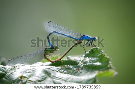 On a green leaf two blue dragonflies are located for the purpose of self sufficiency for procreation
