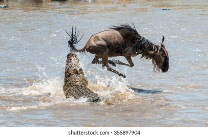 On a hair from death. \ Crossing through the river Mara.The antelope Blue wildebeest
 ( connochaetes taurinus ),  has undergone to an attack of a crocodile.