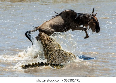 On a hair from death. Crossing through the river Mara.The antelope Blue wildebeest ( connochaetes taurinus ), has undergone to an attack of a crocodile.