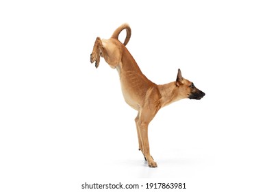 On hands. Young Belgian Shepherd Malinois is posing. Cute doggy or pet is playing, running and looking happy isolated on white background. Studio photoshot. Concept of motion, movement, action