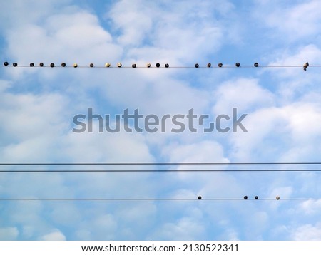 On a high-voltage cable the pigeons sit in a row next to each other, with blue sky and fluffy clouds in the background. Color wildlife photo of birds in the city.