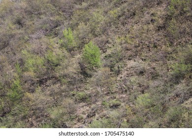 On The Hill Inside The Woods. Not All Trees Have Green Leaves Yet. Some Of The Trees Are Still Bare.