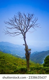 on a hill a thre is a tree without leaves on its branches with the sky as a background