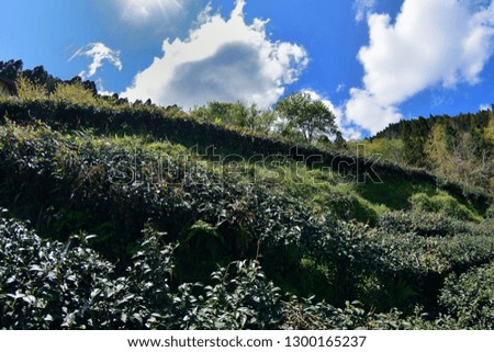On the hillside tea garden