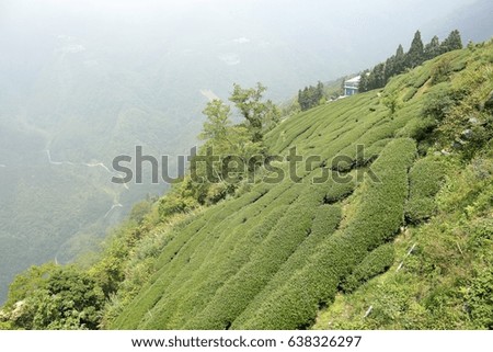 On the hillside tea garden in the Hsinchu,Taiwan