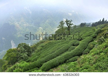 On the hillside tea garden in the Hsinchu,Taiwan