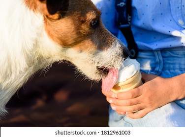 On hot sunny summer day dog eating ice-cream from hands of young owner