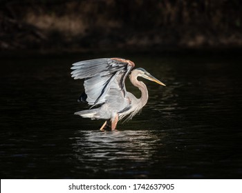 On The Hunt
The Great Blue Heron Is A Large Wading Bird In The Heron Family, Common Near The Shores Of Open Water And In Wetlands Over Most Of North America 
Noxubee National Wildlife Refuge