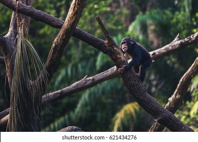 On Infant Chimpanzee Playing On A Tree Trunk.