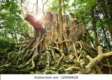 On July 1, 2018, The Tree Root Building In Geleshan Forest Park, Shapingba District, Chongqing, China.