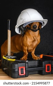 On Labor Day A Red-haired Dachshund Hunting Dog Sits In A Large White Protective Construction Helmet Among Construction Tools.