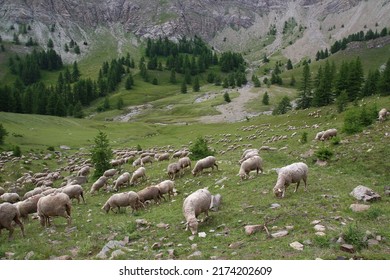 On a late July afternoon, a flock of sheep grazes in the meadows of Haut Verdon (Parc du Mercantour, Alpes-de-Haute-Provence, France)