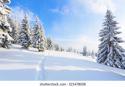On the lawn covered with white snow there is a trampled path that lead to the dense forest in nice winter day.   - Shutterstock ID 521478058