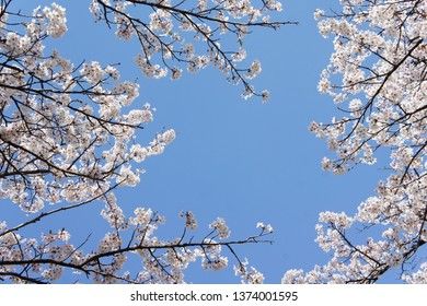 桜 線画 の写真素材 画像 写真 Shutterstock