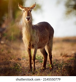 On The Lookout For Danger. Shot Of A Buck On The Plains Of Africa.