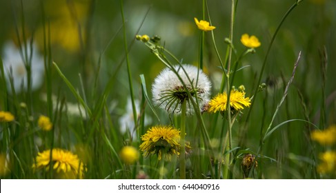 On the meadow in spring