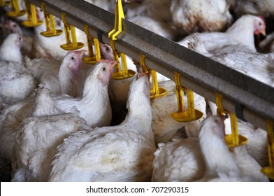 On A Modern Poultry Farm, Broilers Drink Water And Take Medications For Drinking

