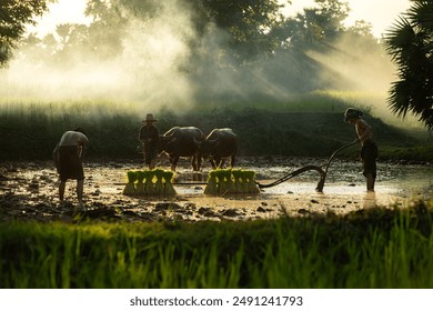 On the morning with golden sunlight in the rice fields in rural Thailand, Farmers and their lifestyle of rice farming based on the seasons - Powered by Shutterstock