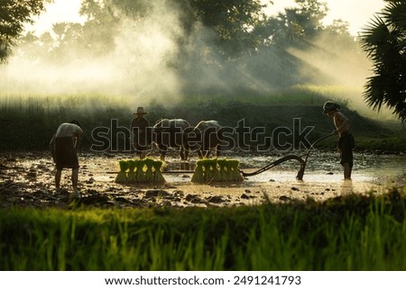 On the morning with golden sunlight in the rice fields in rural Thailand, Farmers and their lifestyle of rice farming based on the seasons