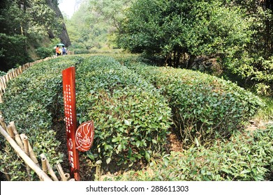 On October 3, 2013, Fujian Nanping Wuyishan Tea Plantations, Tea.