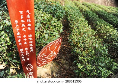 On October 3, 2013, Fujian Nanping Wuyishan Tea Plantations, Tea.