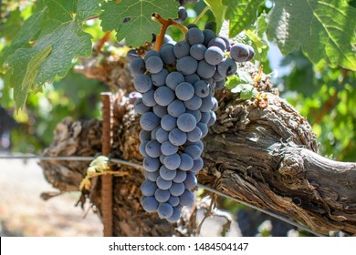 On an old vine, a bunch of ripe cabernet sauvignon grapes await harvest.