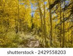 On a path Inside an aspen forest with the sun shining through the bright yellow trees near Durango, Colorado

