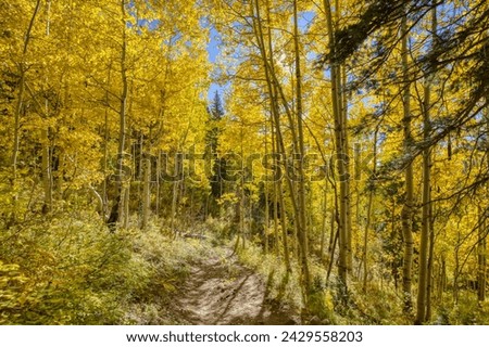 On a path Inside an aspen forest with the sun shining through the bright yellow trees near Durango, Colorado
