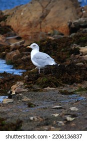 On The Paths Of The Brittany Coast, From Bréhat To Cap Fréhel, Late Summer