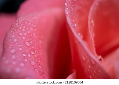 On the Petals of the Dew Drop. Photo Taken From Above Close Up. Coral Rose, Macro. Natural Background. Floral, Natural, Delicate Background.