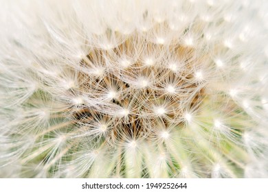 On a photo a cap of a fluffy white dandelion - Powered by Shutterstock