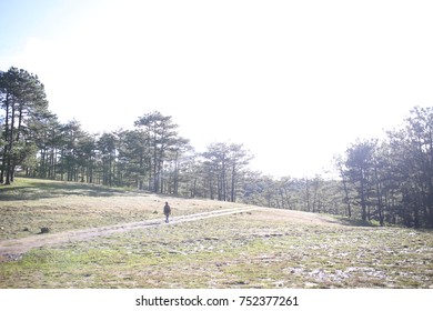 Up on the pine tree hill