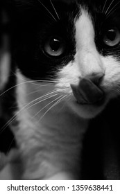 On the prowl