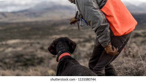 on a quail hunt, the dog trainer is pointing somewhere ahead to check for birds. A dog looking to the future