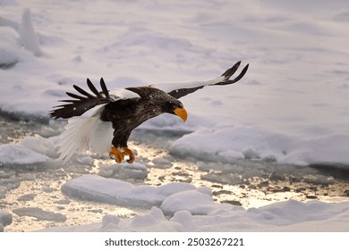 On a quiet morning, the sun rises and its gentle light shines on the Steller's sea eagle. - Powered by Shutterstock