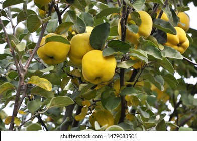 On The Quince Branch Yellow Ripe Fruits