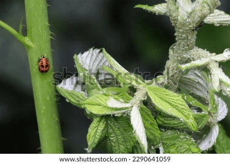 On the right, there are many aphids sitting on the stem and sucking the sap. On the left, the pupal stage of the ladybug is attached to the stem. Organic pest control. Aphid predator. 