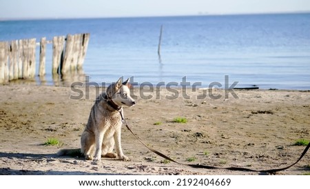 on the river bank, on the beach. at Sunrise , a beautiful woman in a tight suit walks with a dog of Husk breed, keeps the dog on a leash, plays with a dog, has fun. summer. High quality photo