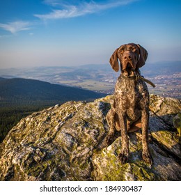 on a rock hound dog
