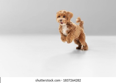 On The Run. Maltipu Little Dog Is Posing. Cute Playful Braun Doggy Or Pet Playing On White Studio Background. Concept Of Motion, Action, Movement, Pets Love. Looks Happy, Delighted, Funny.