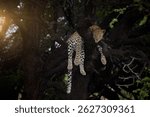 On Safari: Leopard, Panthera pardus rests languidly on a dark tree branch in golden light. Ideal for: Animal poster, wildlife conservation, African safari storytelling, and big cat photography. CKGR.